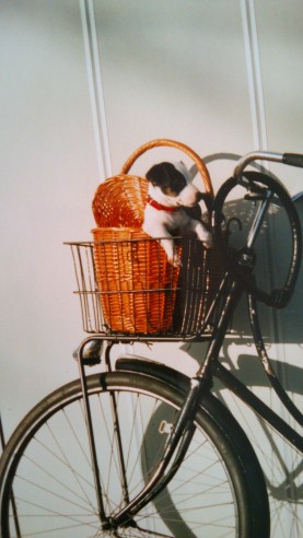 Dog in bike basket